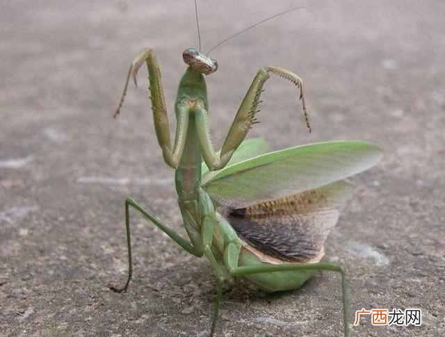 螳螂为什么吃自己配偶 螳螂吃什么