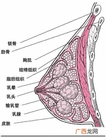 原因真相大白 男人为什么喜欢大胸