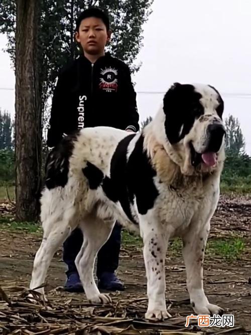 养狗养殖场赚钱吗 养殖场可以养狗吗