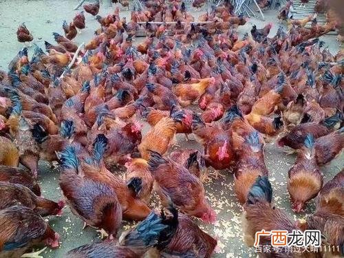 养鸡场的鸡 养殖的鸡