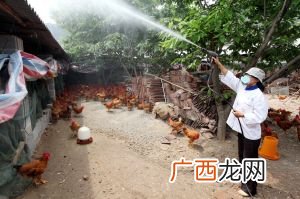 鸡的养殖方法 养殖的鸡怎么培育的