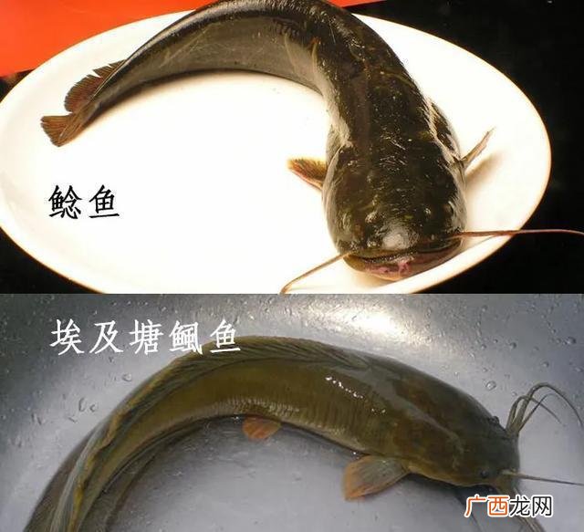 野生鲶鱼能养活吗 养殖的鲶鱼可以吃吗