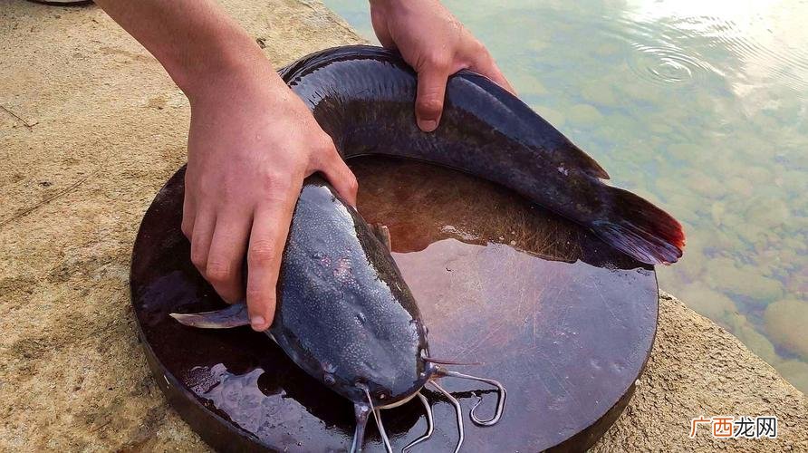 野生鲶鱼能养活吗 养殖的鲶鱼可以吃吗