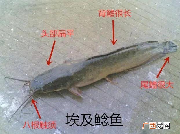 野生鲶鱼能养活吗 养殖的鲶鱼可以吃吗