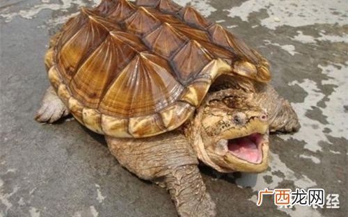野生大鳄龟视频 养殖鳄龟的视频大全