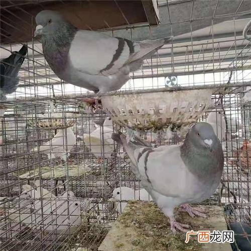 附近哪里有鸽子卖 养殖鸽子市场价格