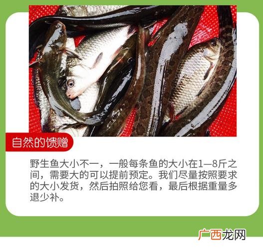 火鸡养殖技术视频大全 养殖火头