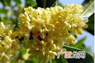 新鲜桂花怎么做干桂花 用新鲜桂花做干桂花的方法教程