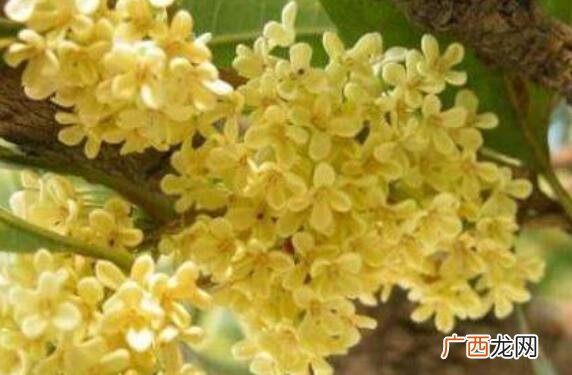 新鲜桂花怎么做干桂花 用新鲜桂花做干桂花的方法教程