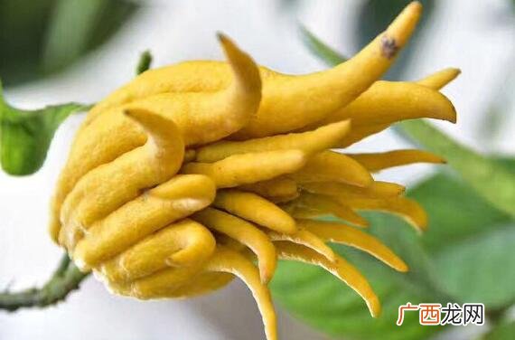 佛手花的功效与作用有哪些