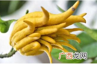 佛手花的功效与作用有哪些