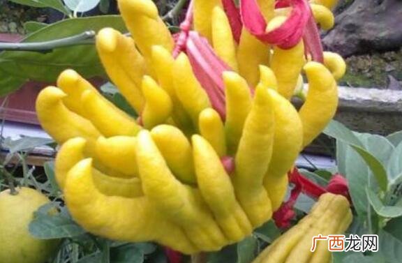 佛手花的功效与作用有哪些