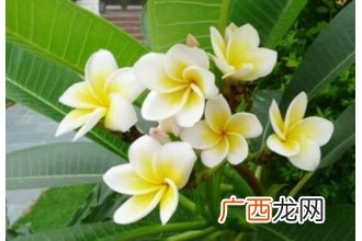 鸡蛋花的功效与作用 鸡蛋花的食用方法