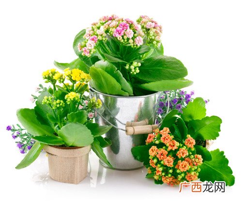 茶叶可以去甲醛吗?茶叶去甲醛的方法