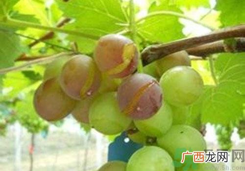 葡萄裂开了是怎么回事？葡萄裂开了能吃吗？