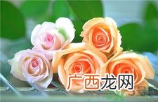 玫瑰花怎么养久一点?玫瑰花的养护