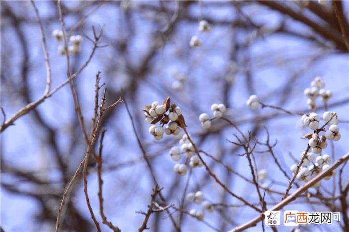 一组美图带您领略福山初春画卷 初春图片