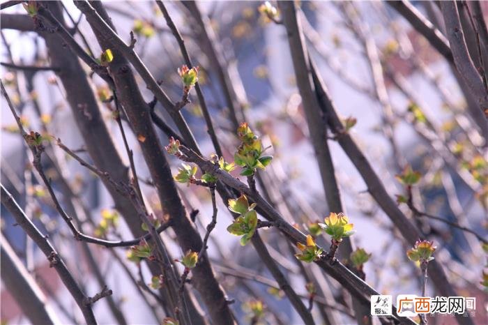 一组美图带您领略福山初春画卷 初春图片