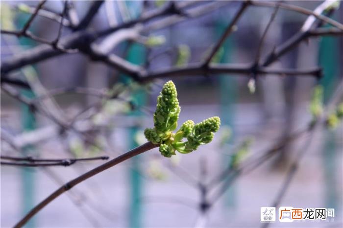 一组美图带您领略福山初春画卷 初春图片
