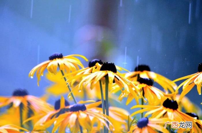 今日雨水丨渴求一场春雨 春雨的图片