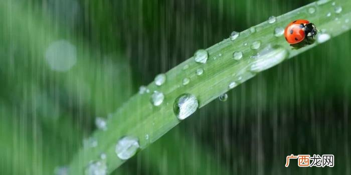 今日雨水丨渴求一场春雨 春雨的图片
