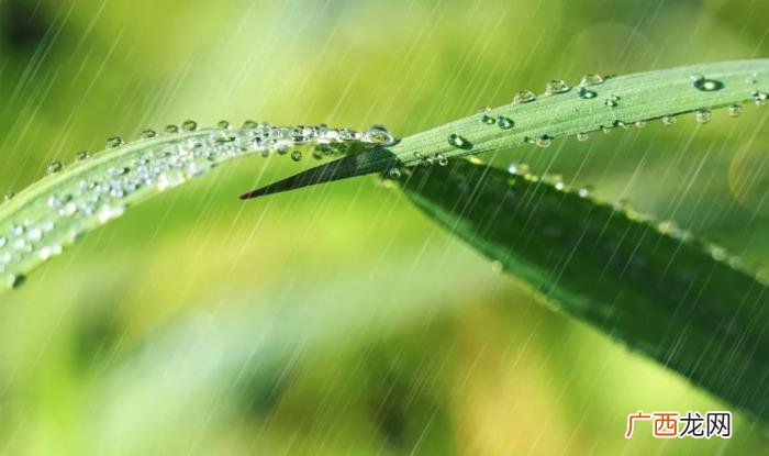今日雨水丨渴求一场春雨 春雨的图片
