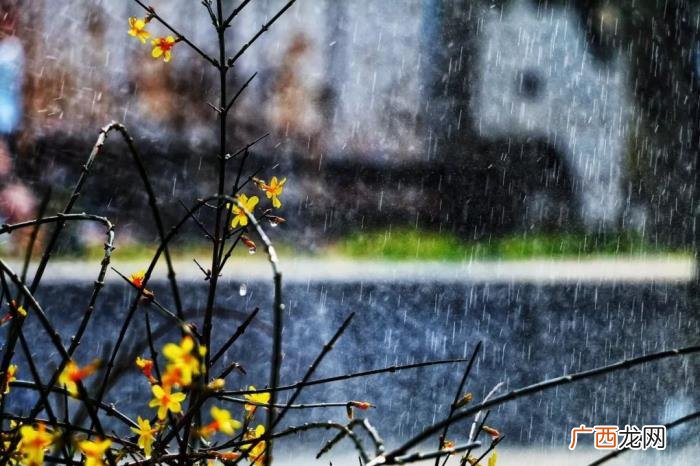 今日雨水丨渴求一场春雨 春雨的图片