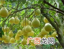 吃降压药能吃柚子吗?服用降压药吃柚子会怎样?