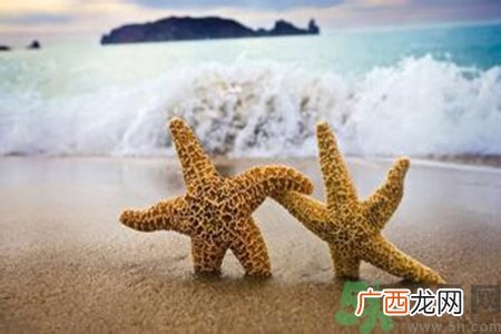 海星可以离开水吗？海星离开水还可以活多久？