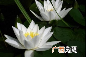 水百合的功效与作用及禁忌