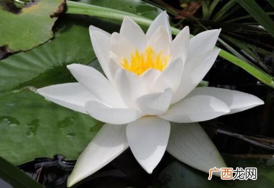 水百合的功效与作用及禁忌