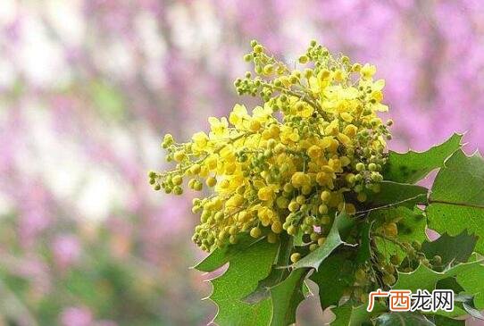 葡萄花的功效与作用 吃葡萄的功效与作用