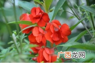 指甲花的功效与作用 指甲花的副作用
