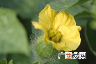 西瓜花的功效与作用 西瓜花的药用价值有哪些