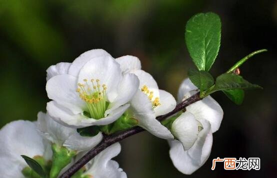 白梅花的药用价值 白梅花的禁忌