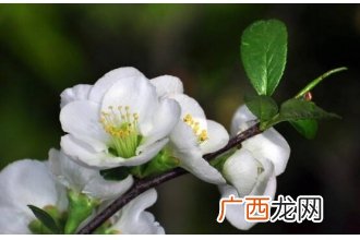 白梅花的药用价值 白梅花的禁忌