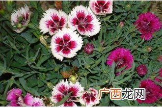 山竹花和石竹花的区别 山竹花怎么养