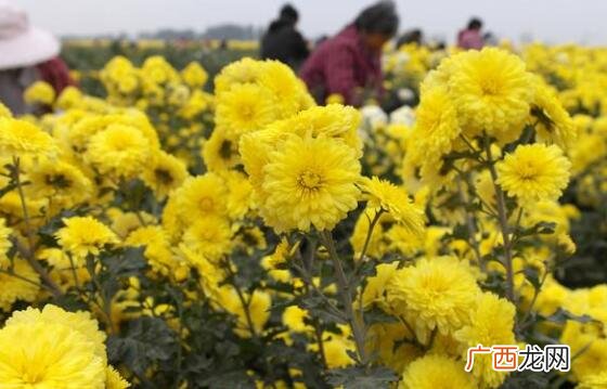元芙菊和怀菊花有什么区别 元芙菊的功效与作用