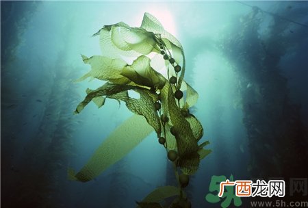 吃海藻有什么好处?海藻的功效与作用