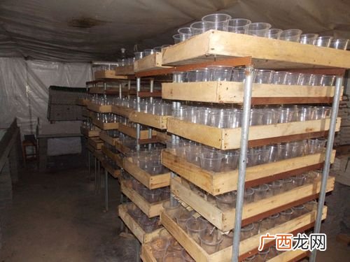 蝎子的温度和湿度的要求 养殖蝎子湿度是多少