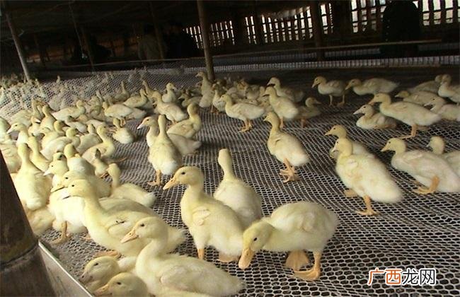 水鸭多少钱一斤 养殖鸭多少钱一斤