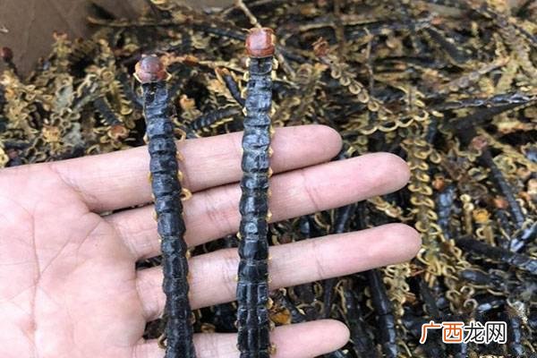 每日农经致富经养番鸭 养殖致富经视频播放