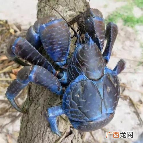 国内哪里有卖椰子蟹 椰子蟹可以养殖吗 卖