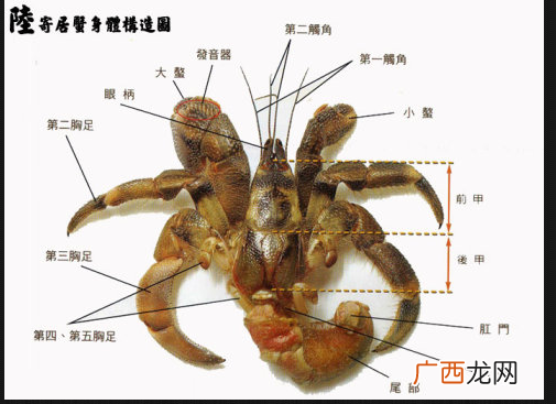 中国有椰子蟹吗 椰子蟹可以养殖使用吗