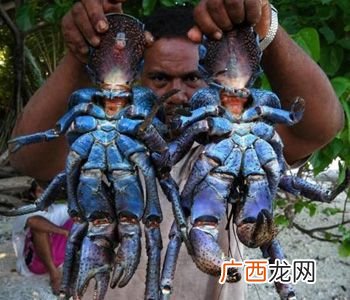 中国有椰子蟹吗 椰子蟹可以养殖使用吗