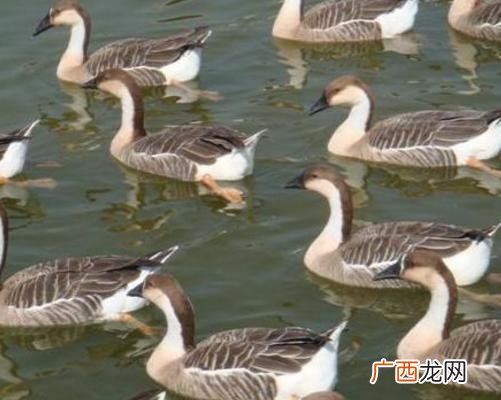 大雁养殖真实利润 野生大雁养殖大雁