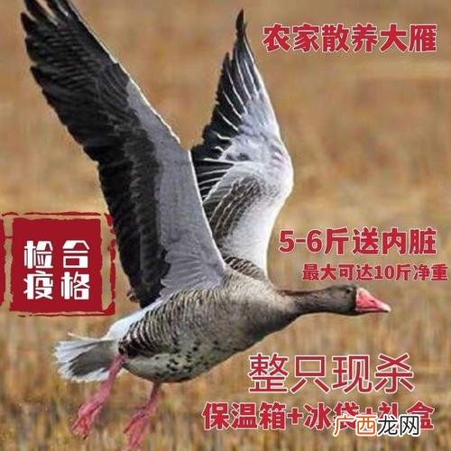 大雁养殖真实利润 野生大雁养殖大雁