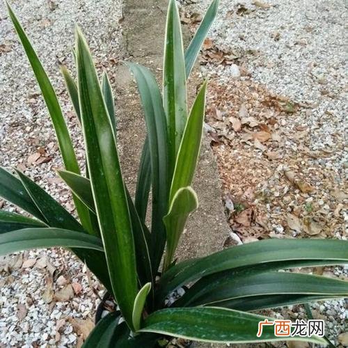 野生兰草花怎么栽培和方法 野生兰草怎么养殖