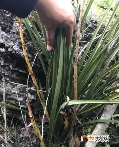 野生兰草花的养殖方法和注意事项 野生兰草怎么养殖方法