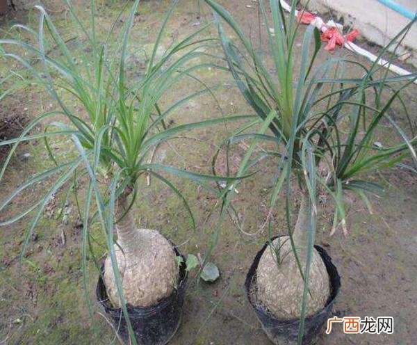 野生兰草花的养殖方法和注意事项 野生兰草怎么养殖方法